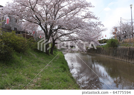 A row of cherry blossom trees on the Saho River in Nara City A row of cherry blossom trees on the Saho River in Nara City 64775594