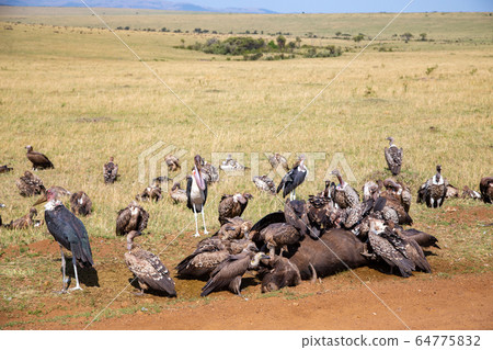 Savannah birds eating buffalo Savannah birds eating buffalo 64775832