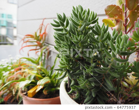 Succulent planting 64775937
