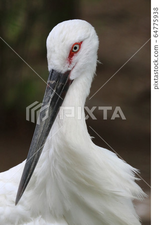 Stork stork bird Stork stork bird 64775938