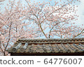 櫻花在京都 64776007