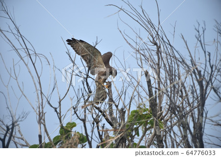 Wild bird / Hawk 64776033