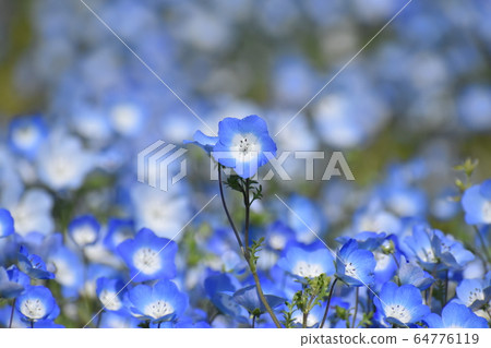 Yamadaike Park 64776119