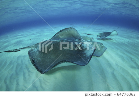 Stingray Stingray 64776362