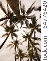 Hawaii (palm tree) 64776420