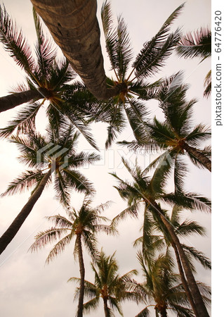 夏威夷（棕櫚樹） 64776420