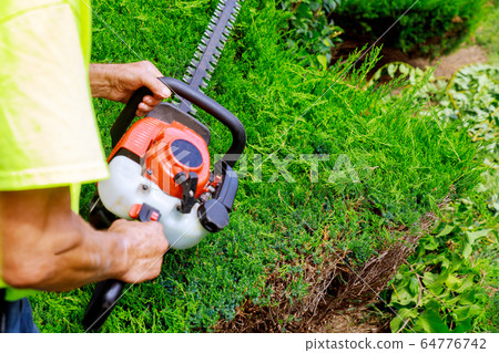 Pruning of trees with gardener in pruning trees Pruning of trees with gardener in pruning trees 64776742