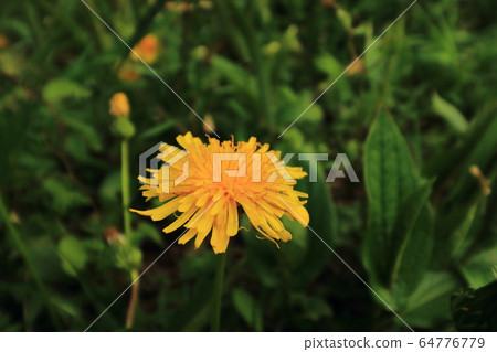 Kamaboei蒲公英Dantoion關東蒲公英 64776779