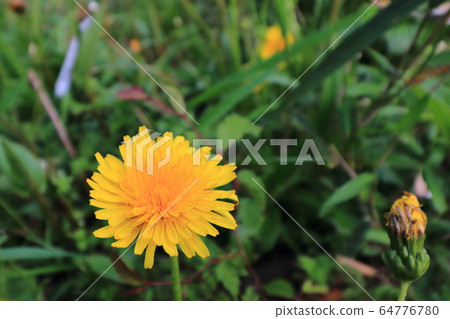 Kamaboei蒲公英Dantoion關東蒲公英 64776780