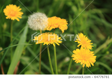 Kamaboei Dandelion Dandelion Kanto Dandelion 64776781