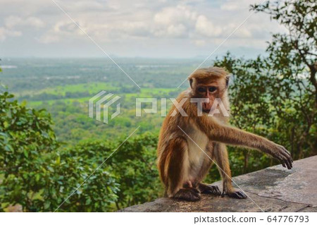 Sri Lankan wild monkey 64776793