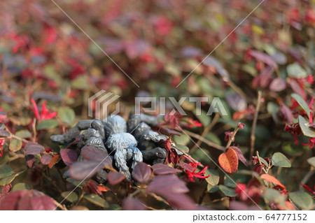 a big scale toy spide on the outdoor a big scale toy spide on the outdoor 64777152