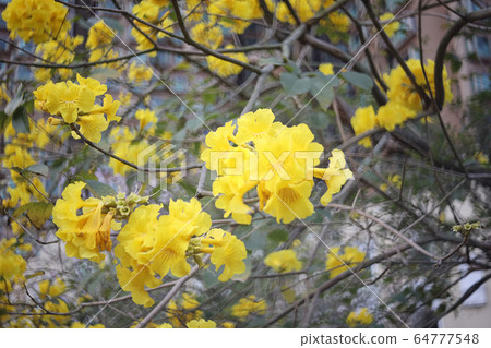 16 March 2020 Beautiful Tabebuia chrysantha 64777548