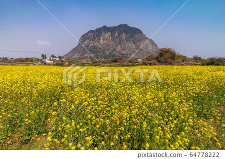 Jeju Island South Korea, nature landscape of canola field at Jeju Do Sanbangsan 64778222