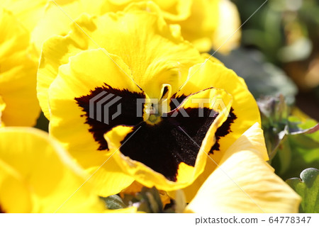 黃色蝴蝶花花 黃色蝴蝶花花 64778347