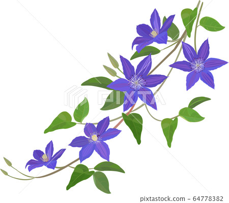 Clematis tessen Clematis tessen 64778382