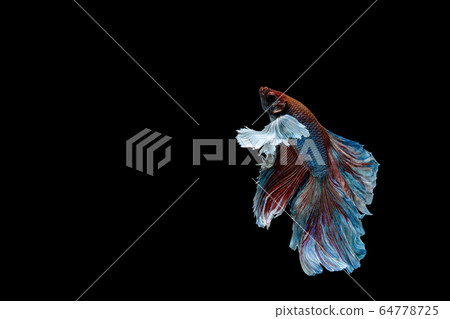 Betta fish, siamese fighting fish, betta splendens Betta fish, siamese fighting fish, betta splendens 64778725
