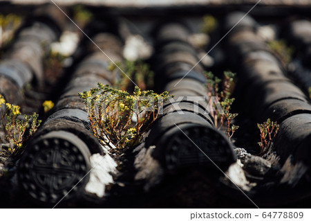 Close up of Green Moss on the wood texture 64778809