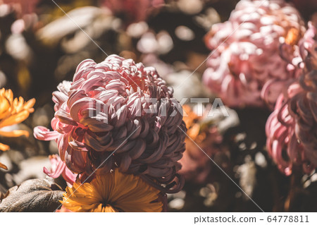 colorful flowers in depth of field 64778811
