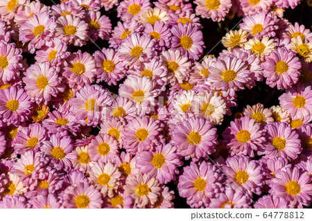 colorful flowers in depth of field 64778812