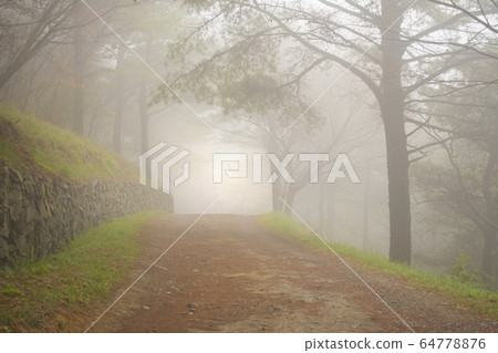 Mist forest 64778876