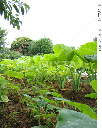 Small vegetable garden 64778946