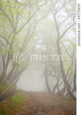 Misty forest with the end visible 64778959