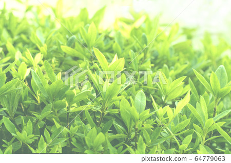 Green leaves Green leaves 64779063