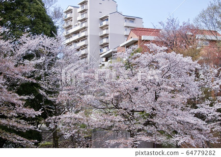 Minamiosawa的櫻花 64779282