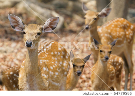 female and fawn sika deer 64779596