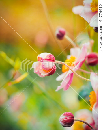 “日本海葵”的芽 “日本海葵”的芽 64779610