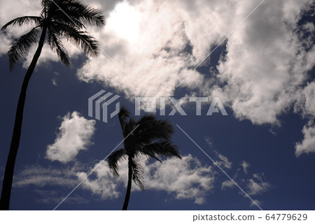 Palm tree Palm tree 64779629