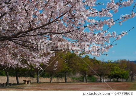 A rural park with no cherry blossoms in full bloom 64779668