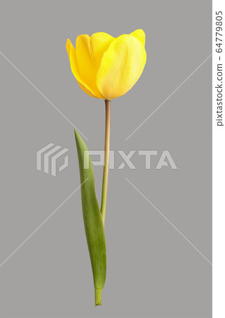 Yellow tulip flower 64779805