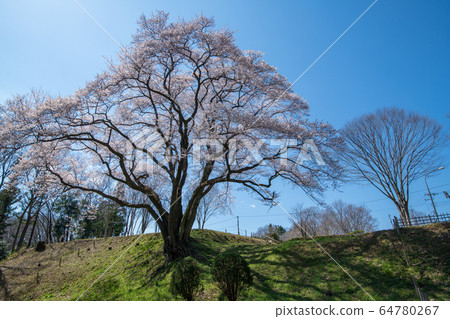 Ed Higanzakura Hachigata城堡公園約裡町 64780267