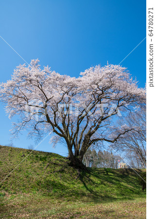 Ed Higanzakura Hachigata城堡公園約裡町 64780271