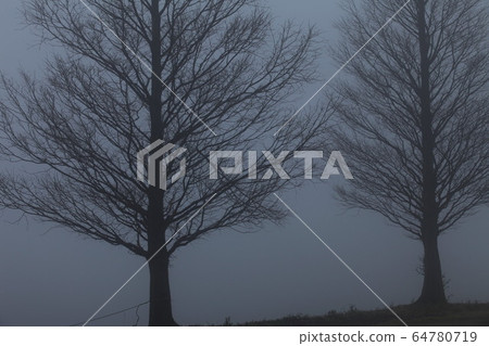在霧中的死樹 在霧中的死樹 64780719