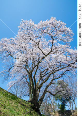 Ed Higanzakura Hachigata城堡公園約裡町 Ed Higanzakura Hachigata城堡公園約裡町 64781038