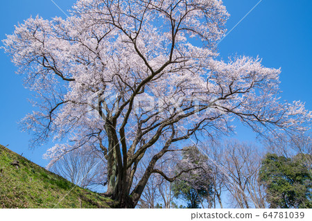 Ed Higanzakura Hachigata城堡公園約裡町 64781039