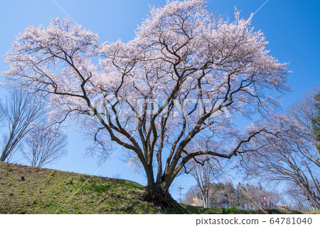 Ed Higanzakura Hachigata城堡公園約裡町 Ed Higanzakura Hachigata城堡公園約裡町 64781040