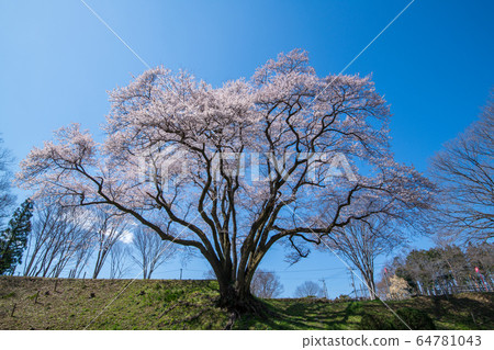 Ed Higanzakura Hachigata城堡公園約裡町 Ed Higanzakura Hachigata城堡公園約裡町 64781043