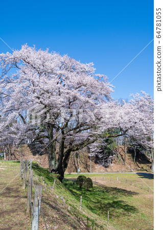 Ed Higanzakura Hachigata城堡公園約裡町 64781055
