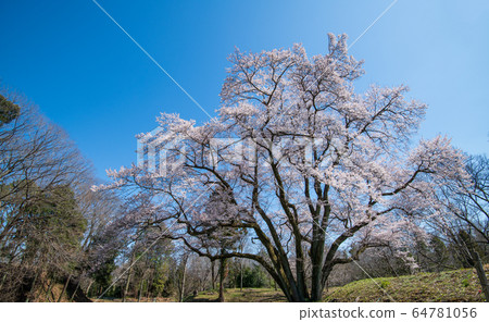 Ed Higanzakura Hachigata Castle Park Yoriicho Ed Higanzakura Hachigata Castle Park Yoriicho 64781056