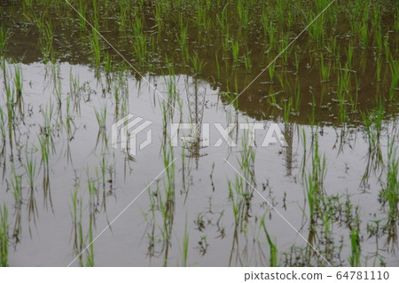Steel tower reflected in rice field 64781110