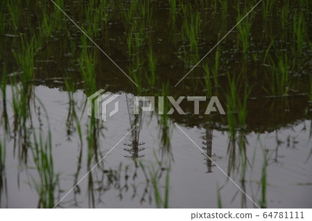 Steel tower reflected in rice field 64781111