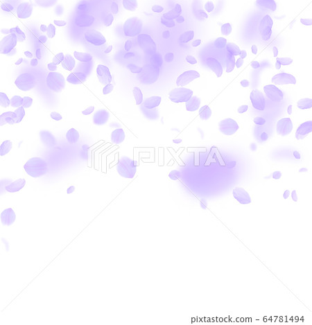 Violet flower petals falling down. Exceptional rom Violet flower petals falling down. Exceptional rom 64781494