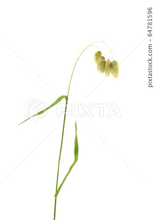 Madder beetle Madder beetle 64781596