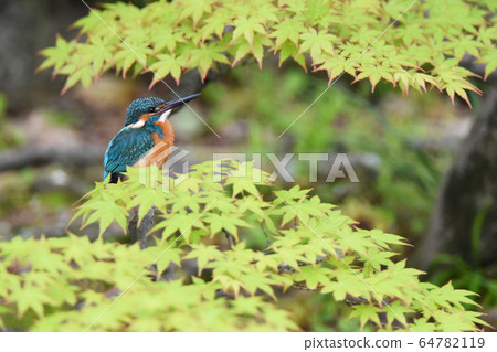 Kingfisher 3886 Kingfisher 3886 64782119