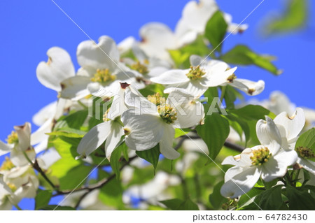 Refreshing white dogwood Refreshing white dogwood 64782430