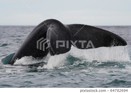 南方藍鯨 64782694